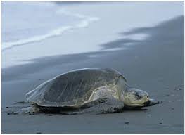 Image result for Lepidochelys kempii