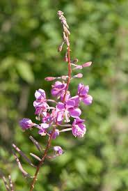 Image result for Epilobium angustifolium