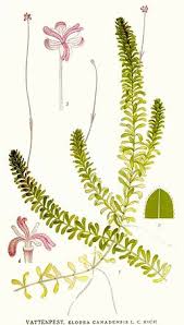 Attēlu rezultāti vaicājumam “Elodea canadensis”