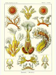 Attēlu rezultāti vaicājumam “Bryozoa”