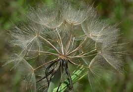 Attēlu rezultāti vaicājumam “Tragopogon heterospermus bud”