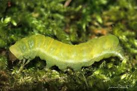 Attēlu rezultāti vaicājumam “Phlogophora meticulosa”