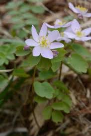 Attēlu rezultāti vaicājumam “Isopyrum thalictroides flower”