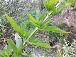Attēlu rezultāti vaicājumam “Scrophularia umbrosa”