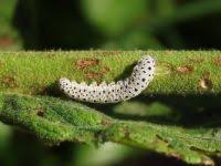 Attēlu rezultāti vaicājumam “Tenthredo scrophulariae larva”