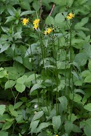 Attēlu rezultāti vaicājumam “Crepis paludosa leaf”