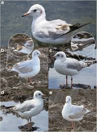 Image result for Chroicocephalus ridibundus