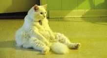 Ugut simbah asid kerana kucing