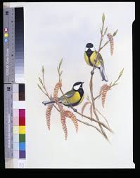 Attēlu rezultāti vaicājumam “Parus major”