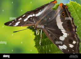 Attēlu rezultāti vaicājumam “Apatura iris female”