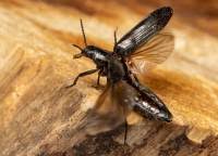 Attēlu rezultāti vaicājumam “Melandrya dubia”