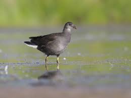 Attēlu rezultāti vaicājumam “Gallinula chloropus juvenile”
