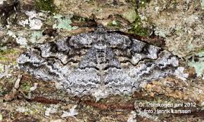 Attēlu rezultāti vaicājumam “Alcis repandata”