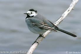 Image result for Motacilla alba