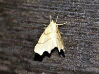 Attēlu rezultāti vaicājumam “Ennomos erosaria”