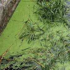 Attēlu rezultāti vaicājumam “Lemna minor”