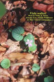 Attēlu rezultāti vaicājumam “Viola uliginosa”