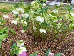 Image result for Christrose