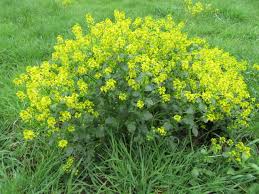 Attēlu rezultāti vaicājumam “Barbarea vulgaris subsp. arcuata”