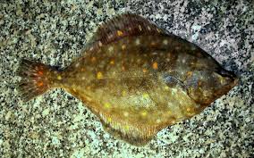 Image result for Pleuronectes platessa