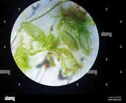 Attēlu rezultāti vaicājumam “Jamesoniella autumnalis”