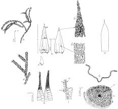 Attēlu rezultāti vaicājumam “Leucodon sciuroides”