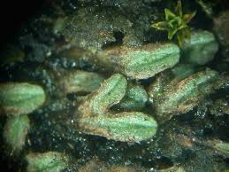 Attēlu rezultāti vaicājumam “Riccia bifurca”