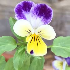 Attēlu rezultāti vaicājumam “Viola tricolor flower”