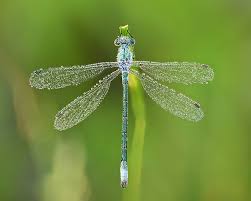 Attēlu rezultāti vaicājumam “Lestes dryas female”