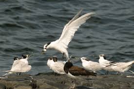 Attēlu rezultāti vaicājumam “Sterna sandvicensis”