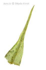 Attēlu rezultāti vaicājumam “Dicranella varia”