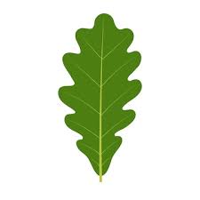 Attēlu rezultāti vaicājumam “Quercus robur leaf”