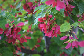 Attēlu rezultāti vaicājumam “Acer tataricum”