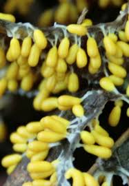 Attēlu rezultāti vaicājumam “Leocarpus fragilis spores”