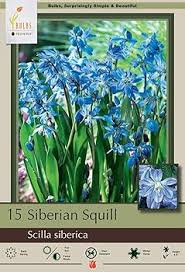 Attēlu rezultāti vaicājumam “Scilla siberica bud”