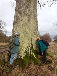 Attēlu rezultāti vaicājumam “Pertusaria flavida”
