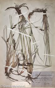 Attēlu rezultāti vaicājumam “Carex hartmanii”