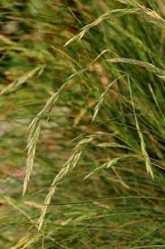 Attēlu rezultāti vaicājumam “Festuca arenaria”