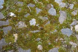 Attēlu rezultāti vaicājumam “Bryum caespiticium sporophyte”