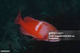 Image result for Chrysoblephus laticeps