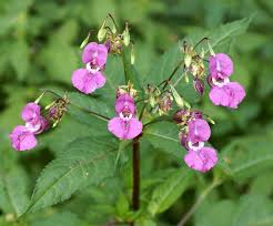Attēlu rezultāti vaicājumam “Impatiens glandulifera flower”