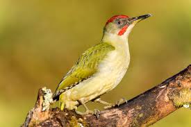 Attēlu rezultāti vaicājumam “Picus viridis nest”