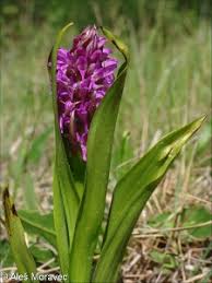 Attēlu rezultāti vaicājumam “Dactylorhiza incarnata leaf”