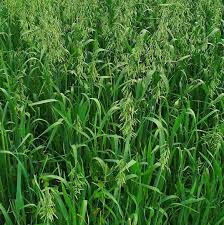 Attēlu rezultāti vaicājumam “Avena sativa”