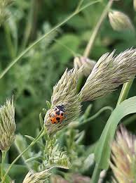 Attēlu rezultāti vaicājumam “Hippodamia notata”