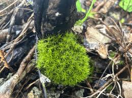 Attēlu rezultāti vaicājumam “Dicranales”