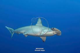 Image result for Sphyrna media