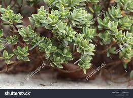 Attēlu rezultāti vaicājumam “Callitrichaceae”