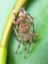 Attēlu rezultāti vaicājumam “Araneus diadematus”