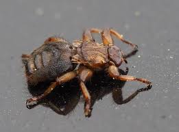 Attēlu rezultāti vaicājumam “Lipoptena cervi”